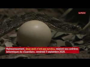 États-Unis : la mystérieuse ponte d'un python solitaire