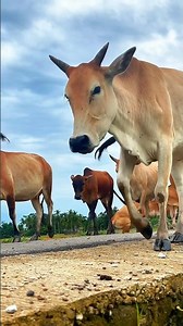 Sapi moo, sapi lucu, suara sapi, #cow #sapilucu #reels #animals #funny #viralvideo #farming #funny