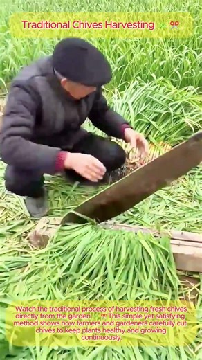 Traditional Chives Harvesting 🌿✂️ | Fresh Garden Cutting Process #shorts