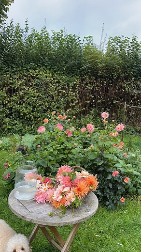 The moment we’ve all been waiting for! Our exclusive dahlia collections, co-curated by Sarah and five talented tastemakers for The Sarah Raven Collective 2025 despatching soon. Sent out in fully compostable packaging as bare root tubers, our dahlias use less compost than potted plants and, with a little winter TLC either lifting and storing or mulching generously, they’ll go on performing for years and years. To kickstart early growth pot them up indoors to send up their first shoots (more on th