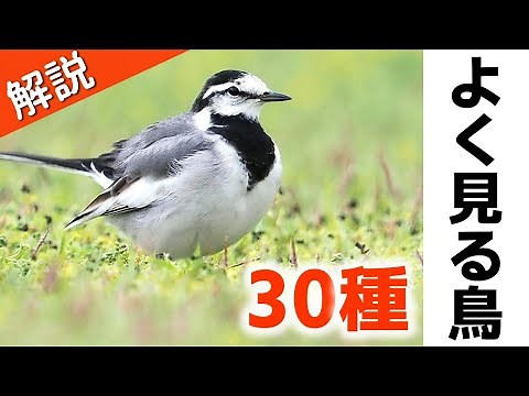 超入門！よく見る野鳥30種【解説】