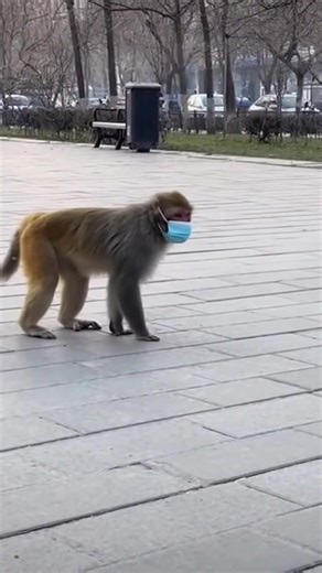 This Monkey Took the Mask Rules Seriously 😷🐒 #monkey #reels #love #viral #edit