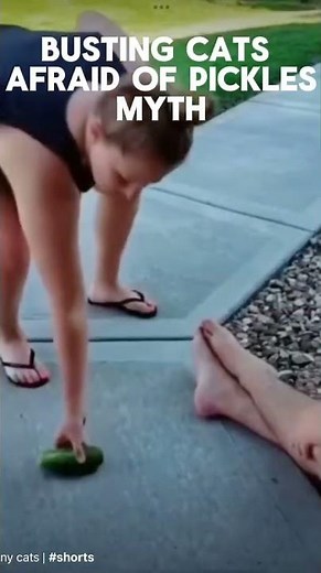 Busting cats afraid of pickles myth !!!