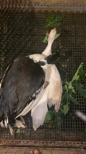 19K views · 142 reactions | learning process 閭 | Nurul Aziz S | Facebook