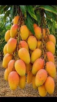 𝗠𝗔𝗡𝗚𝗢 𝗧𝗥𝗘𝗘 𝗔𝗜𝗥 𝗟𝗔𝗬𝗘𝗥𝗜𝗡𝗚, 𝗚𝗘𝗧 𝗛𝗜𝗚𝗛 𝗬𝗜𝗘𝗟𝗗 𝗠𝗔𝗡𝗚𝗢 #viral #shorts