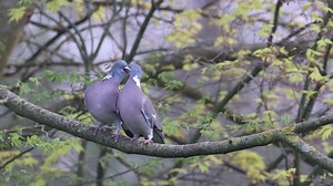 PIGEON RAMIER I Tout commence par le roucoulement doux du pigeon ramier. Son chant marque le début de la nidification. Les partenaires se rapprochent, roucoulent et échangent leur premier baiser. Puis vient le moment de bâtir : un nid fait de quelques brindilles. Le pigeon ramier n’est pas un grand architecte, mais sa construction est robuste. La femelle y pond deux œufs blancs. Elle les couve presque seule, pendant environ 17 jours. 🐣 À la naissance, les petits sont nourris d’une substance ric