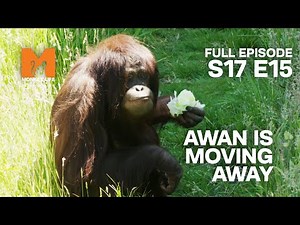 Awan Is Leaving Monkey World | Season 17 Episode 15 | Full Episode | Monkey Life