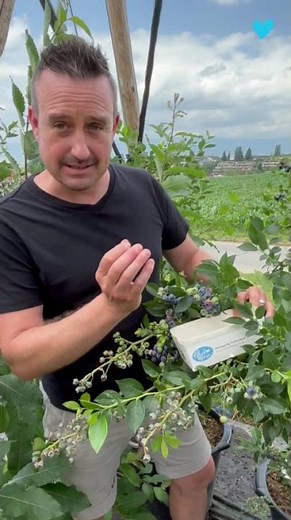 So geht Heidelbeeren pflücken! 😀