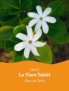 𝐋𝐚 𝐓𝐢𝐚𝐫𝐞 𝐓𝐚𝐡𝐢𝐭𝐢 𝐚̀ 𝐥’𝐡𝐨𝐧𝐧𝐞𝐮𝐫 🌱 Fleur incontournable de la Polynésie, la Tiare Tahiti est souvent la première rencontre des voyageurs lorsqu’ils arrivent dans nos îles. Avec son parfum et sa blancheur éclatante, elle incarne l’accueil, la douceur et la beauté naturelle du Fenua. Portée à l’oreille, offerte en guise de bienvenue ou utilisée dans les couronnes traditionnelles, elle fait partie intégrante de la culture locale. Et du 𝟒 𝐚𝐮 𝟔 𝐝𝐞́𝐜𝐞𝐦𝐛𝐫𝐞 𝟐𝟎𝟐𝟓, Tahit