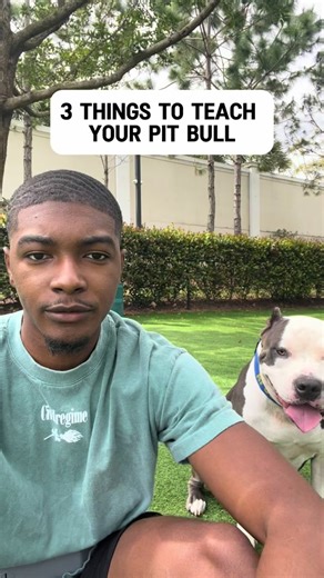 3 Things to Teach Your Pit Bull/Bully