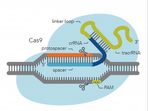 第7讲 Crispr-cas9基因编辑技术简介
