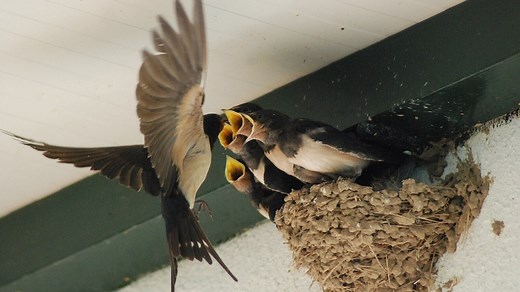 Keep your hair on: the traditions around hair in Irish folklore