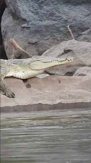Hidden Predators: The Nile Crocodiles of the Rift Valley. 💎