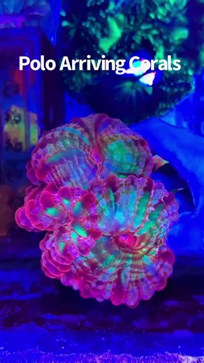 19K views · 411 reactions | Collection Continues As We Prepare For New Displays ! | Polo Reef by Andrew Sandler | Facebook