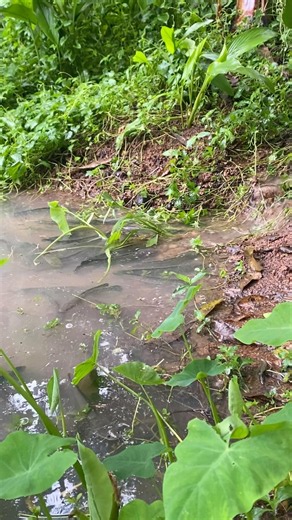 Snakehead fish ready to jump from farm