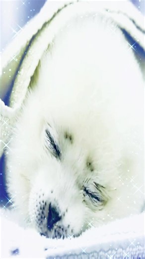 i felt like crying today so i made this mizore edit #seal #seals #fyp #sealsoftiktok #iloveseals