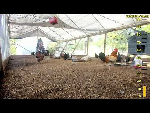 Chicken City Live Stream