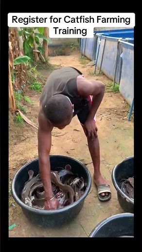 Catfish Farming Training for Beginners #catfishfarm #fish
