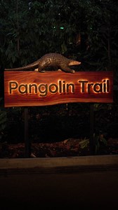 10K views · 83 reactions | Experience a new trail at Night Safari! ...