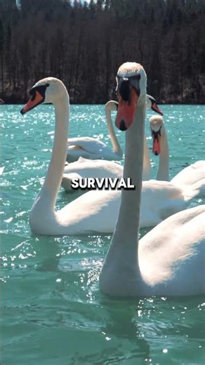 The Beautiful Truth About Birds That Mate For Life #nature #birds