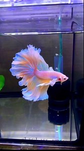 74K views · 1.5K reactions | Beautiful betta fish 殺 #bettafish #betta...