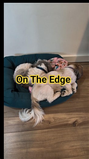She Loves Him #cutedogs #doglove #puppy #sleepingdogs