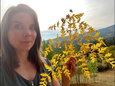 Rare Mountain Plant Fights Viruses and Strengthens Lungs -Meet Osha