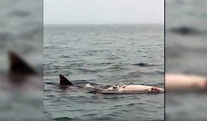 Tiger sharks dine on a dugong near Australia's Moreton Bay