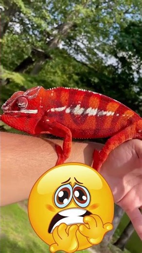 Why Do Chameleons Change Color – The Real Reason