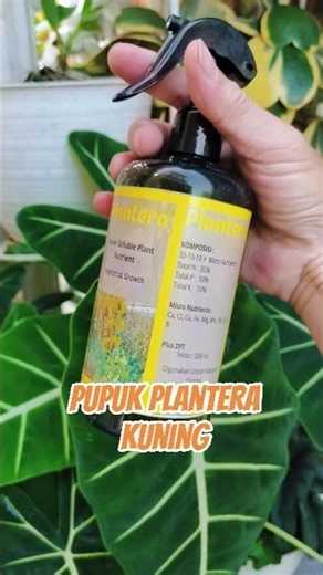 Pupuk Plantera Kuning Original #PlanteraKuning #Pupukplantera #PupukAnggrek #anggrekindonesia