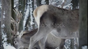 Red deer (Cervus elaphus) stag watching carefully in a snowy forest in captivity