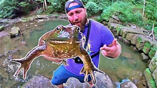 This Tiny Puddle Was Packed with Fish… and Monster Bull Frogs