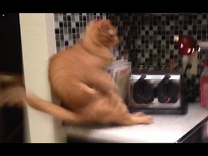 toastercat.hl | Half Life SFX