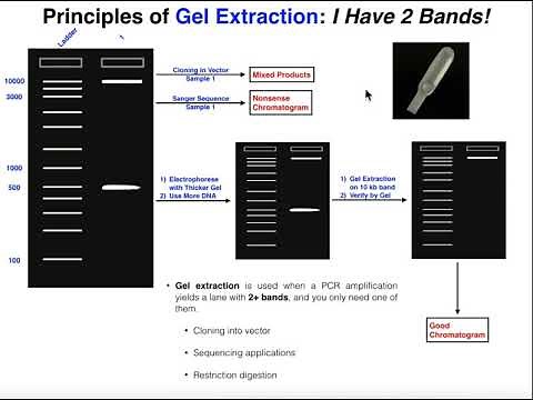 Biotechniques | Principles of Gel Extraction