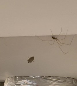 11K views · 580 reactions | Spider vs Stink Bug. In my garage. See? Spiders are our friends | Billy Sheehan | Facebook