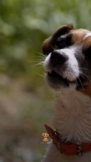 Top 10 Dog Breeds by Barking Level 🔊 (Quietest to Loudest) | Dog Rankings 2025 : #top10 #top5 #ranking #rankingvideos #comparison #education #knowledge #animals #dog #doglover #fastestlearners #pet | Dog In Life