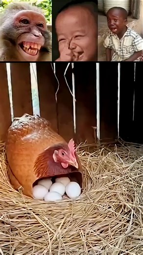 #Tap on a clip to paste it in the text box.