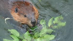 Beaver eating in the water - Free Stock Video