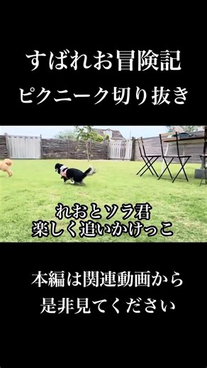 すばれお冒険記 ピクニーク切り抜き #チワワ #可愛い #元気になる動画 #犬のいる生活 #ちわわ #癒し #わんこ連れキャンプ