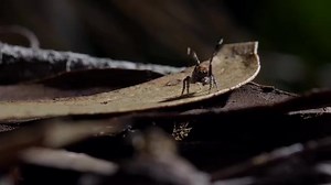 With moves that wouldn’t look out of place on the BBC Strictly Come Dancing dancefloor, it’s either showstopper-or-bust for this spider. #LifeStory. Thursday. 9pm | BBC One