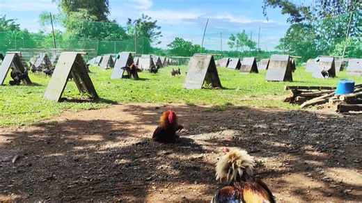 Jmv Gamefowls Breeders II on Reels