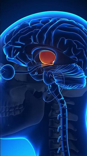 Major Endocrine Glands and Their Roles