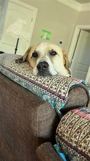 4.2K views · 518 reactions | We’ve been there... Kids, dogs, couches that look clean until you sit down. That’s why we don’t skip the spots that matter most ️ . home cleaning austin | pet friendly cleaners | austin cleaning | deep cleaning texas | move out cleaners austin | Maid For Muddy Paws | Facebook