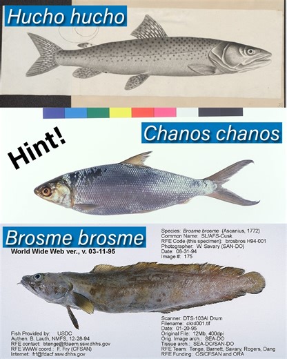 FISHBIO on Instagram: "Some fish names love to repeat themselves! Brosme brosme, Chanos chanos, and Hucho hucho are all tautonyms—scientific names where the genus and species match. These quirky names often reflect unique traits that set a fish apart. Discover more in this week’s Fish Report: fishbio.com/tautonym-taxonomy #FISHBIO #FishReport #FishScience #Ichthyology #Tautonyms #MarineBiology #FunWithFish #FunFacts #ScientificResearch #Taxonomy"