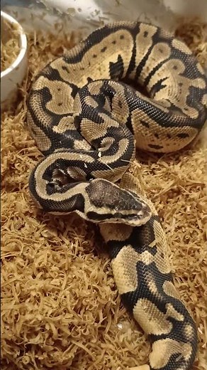 Fire Orange Dream Ball Python – Bright, Bold, and Absolutely Beautiful!