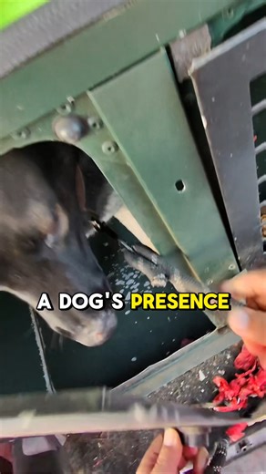 💭 🐕 What's the point in a K9 unit if it can't come off the lead? #SecuritySolutions #securityguard #homesecuritysystem #k9 #k9softiktok | Aztek Security Services