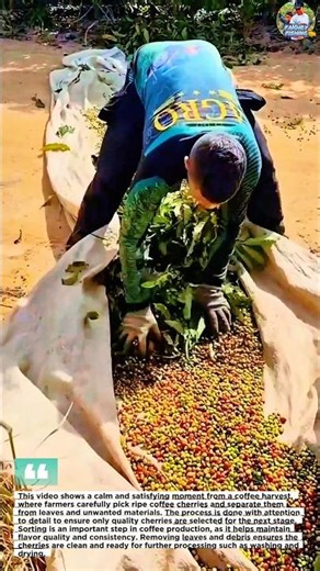 Relaxing Coffee Harvest Process | How Farmers Pick and Sort Coffee Cherries #farmlife #agriculture