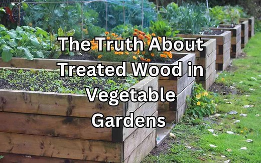 The Truth About Treated Wood in Vegetable Gardens - Simplify Gardening