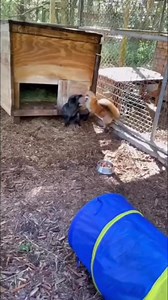 34K views · 142 reactions | Fox fight #foxes #animalrescue #fight | The CARE Foundation | Facebook