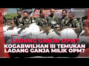 5.715 Batang Ganja Diamankan di Yahukimo, Diduga Dipakai OPM Modal Beli Senjata? | OneNews Update